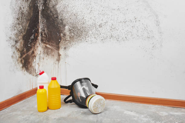 Best Mold Cleaning Services  in Wagon Wheel, AZ