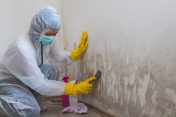 Best Professional Mold Removal  in Wagon Wheel, AZ