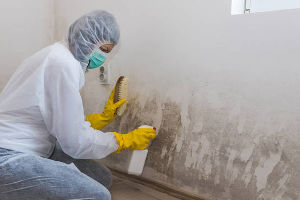 Best Crawl Space Mold Removal  in Wagon Wheel, AZ