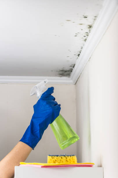 Professional Mold Removal in Wagon Wheel, AZ