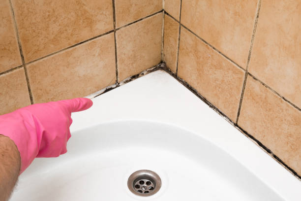 Best Mold Damage Repair  in Wagon Wheel, AZ